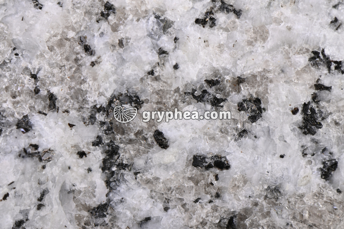 Granite - détail (Tarn) - gryphea.com